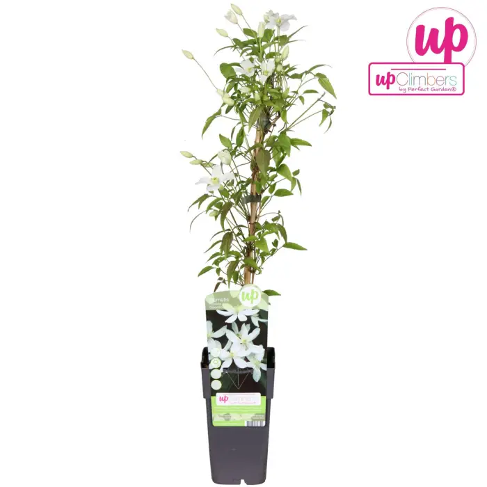 Clematis Montana Grandiflora