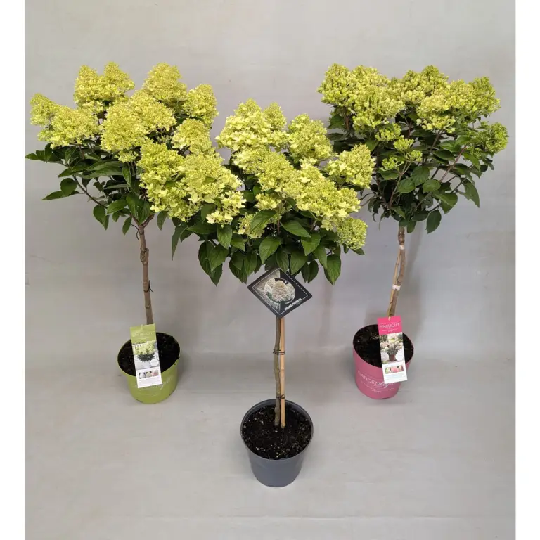 hortensia limelight