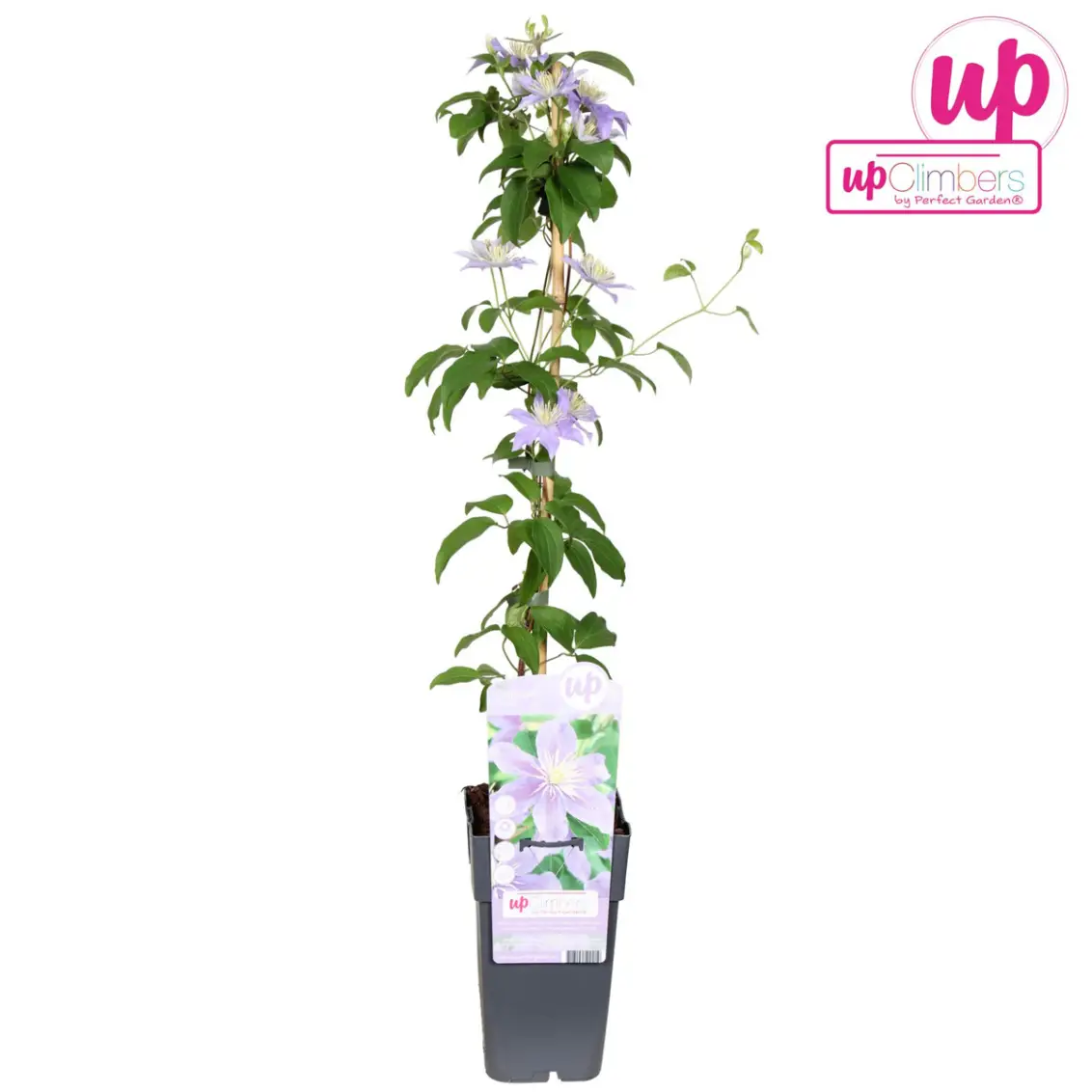 clematis justa