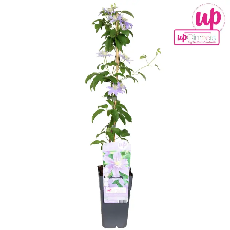 clematis justa