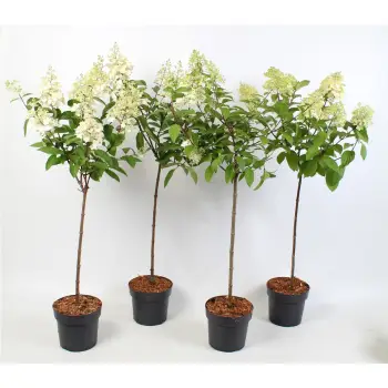 hortensia limelight