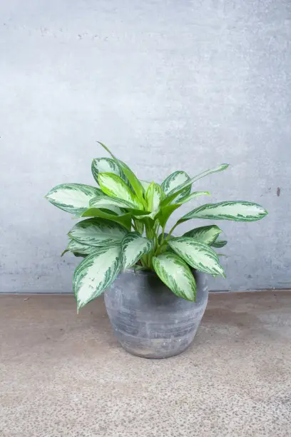 Aglaonema silver bay