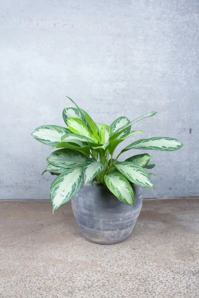 Aglaonema silver bay