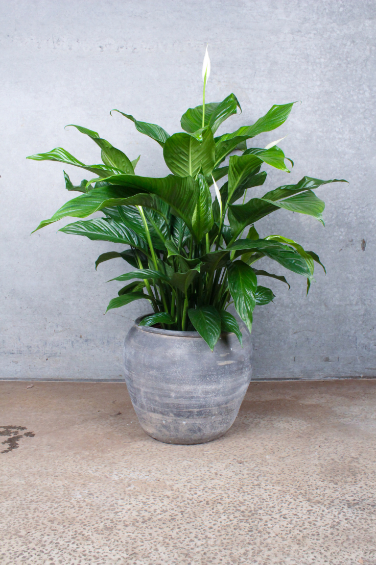 Fredslilje (Spathiphyllum