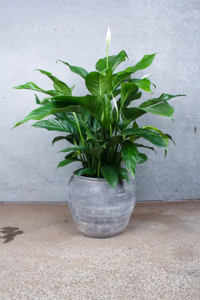 Fredslilje (Spathiphyllum
