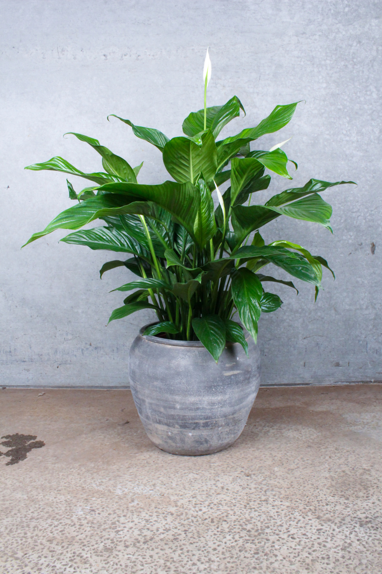 Fredslilje (Spathiphyllum