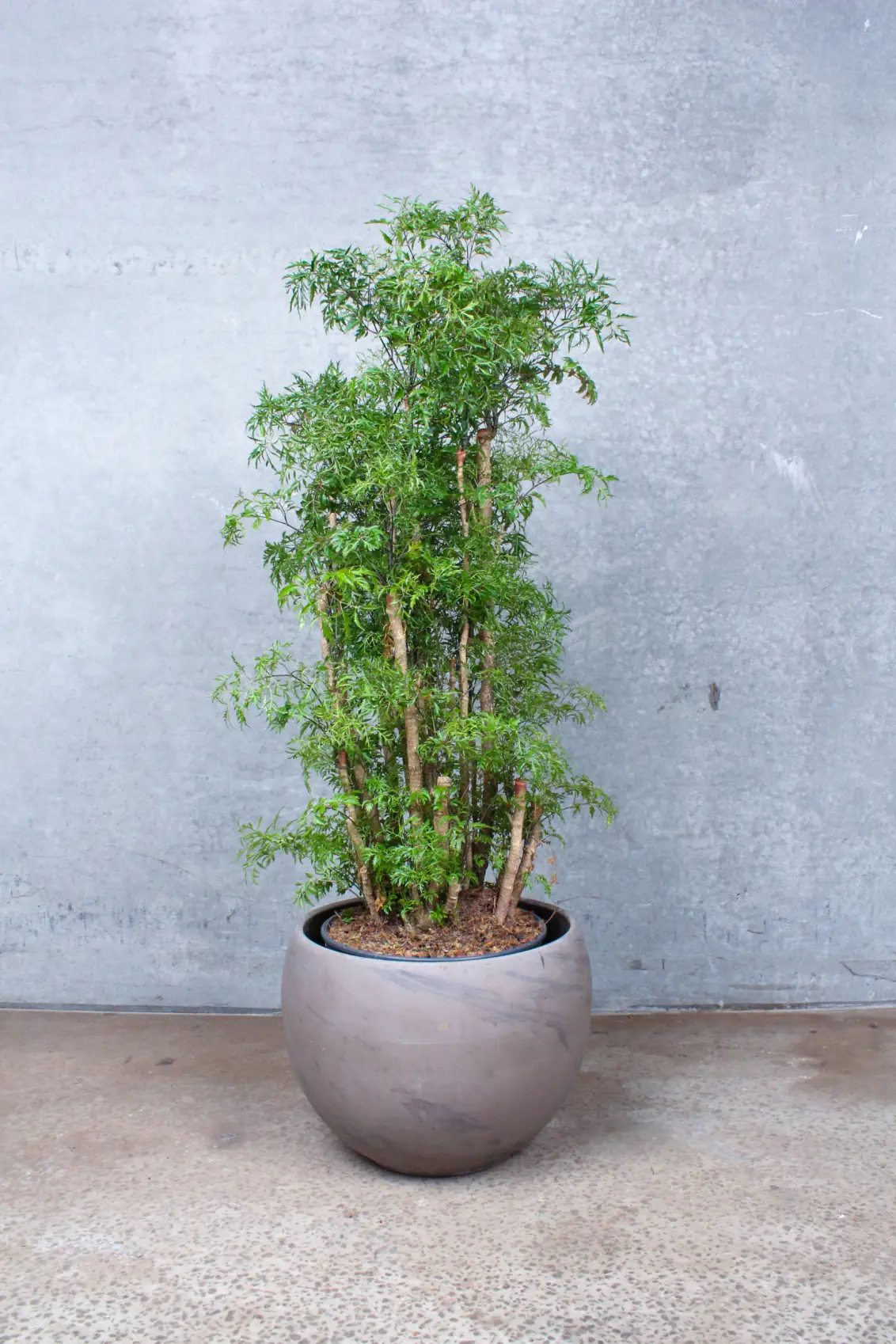 Polyscias Ming