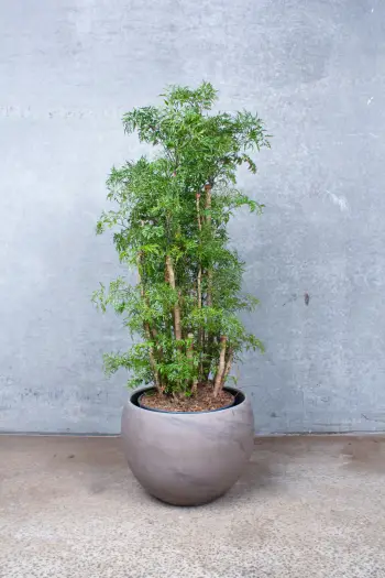 Polyscias Ming