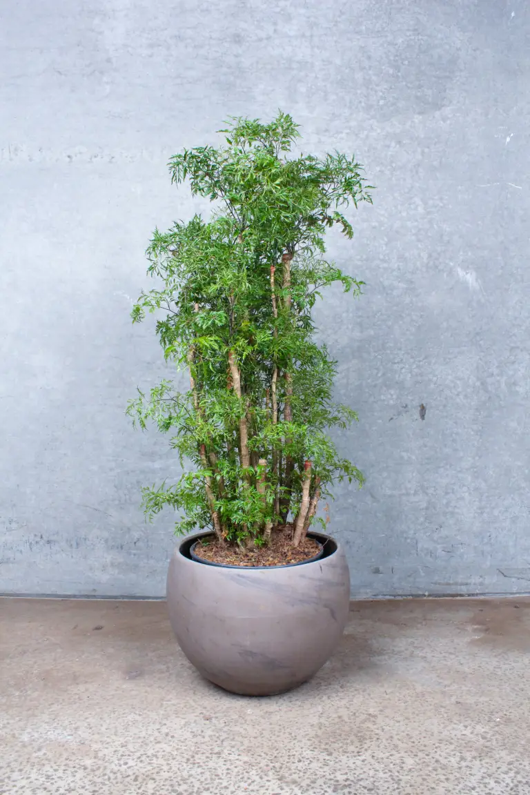 Polyscias Ming