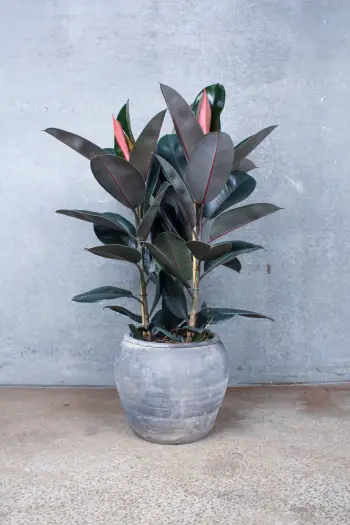 Ficus elastica Abidjan