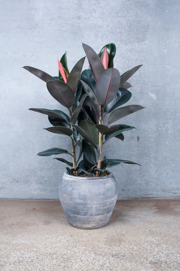 Ficus elastica Abidjan