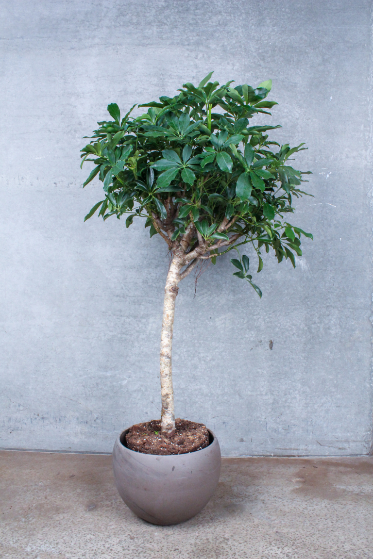 Opstammet Schefflera