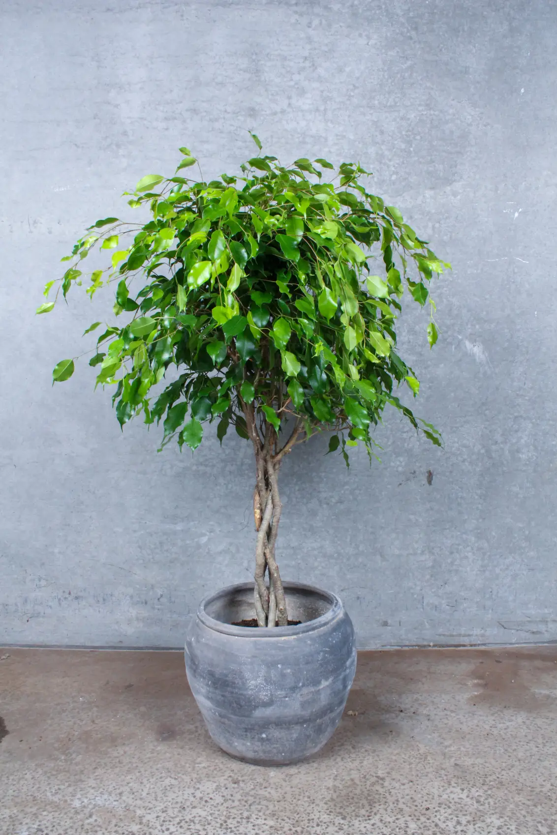 Opstammet Stuebirk, birkefigen, ficus benjamina exotica