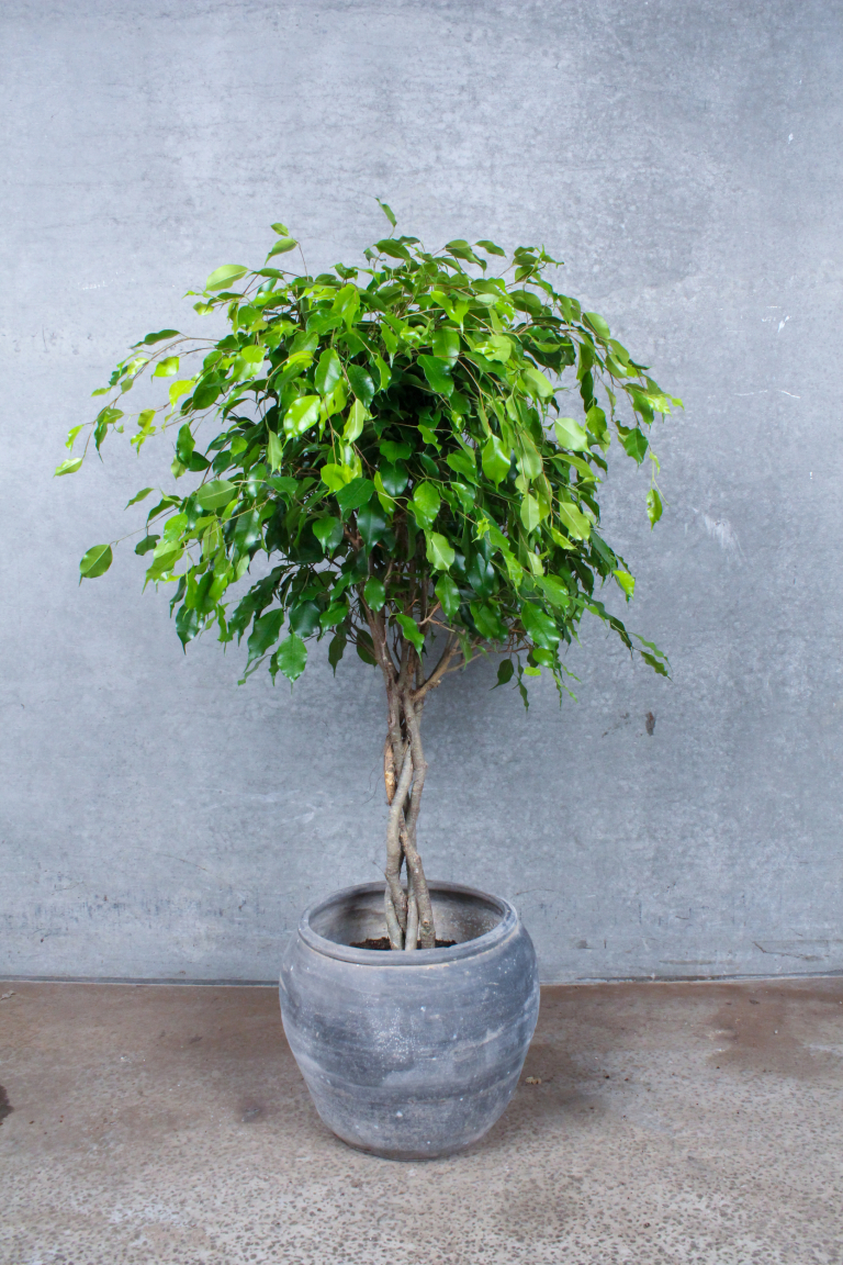 Opstammet Stuebirk, birkefigen, ficus benjamina exotica