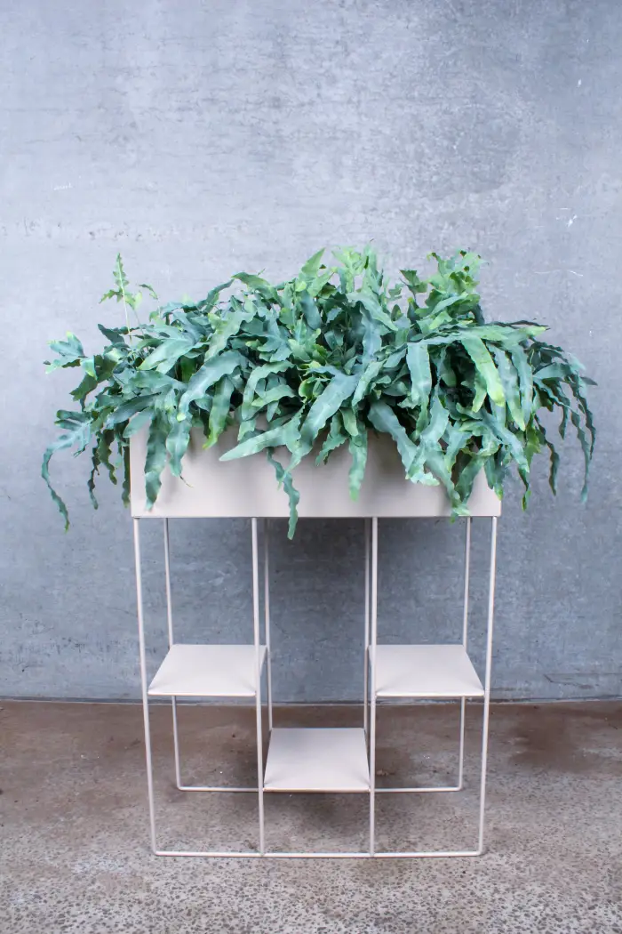 plantekasse til stueplanter